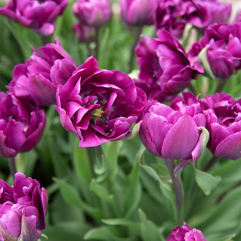 Negrita Double Tulip - 5C