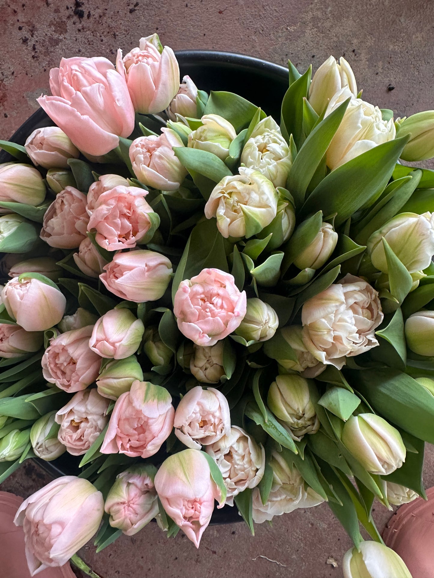 Dreamer Tulip - 9C
