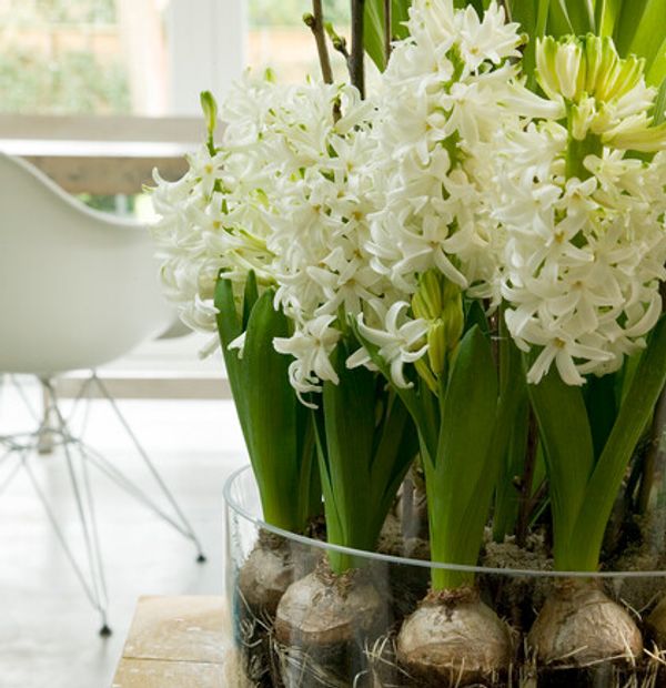 Hyacinth Aiolos