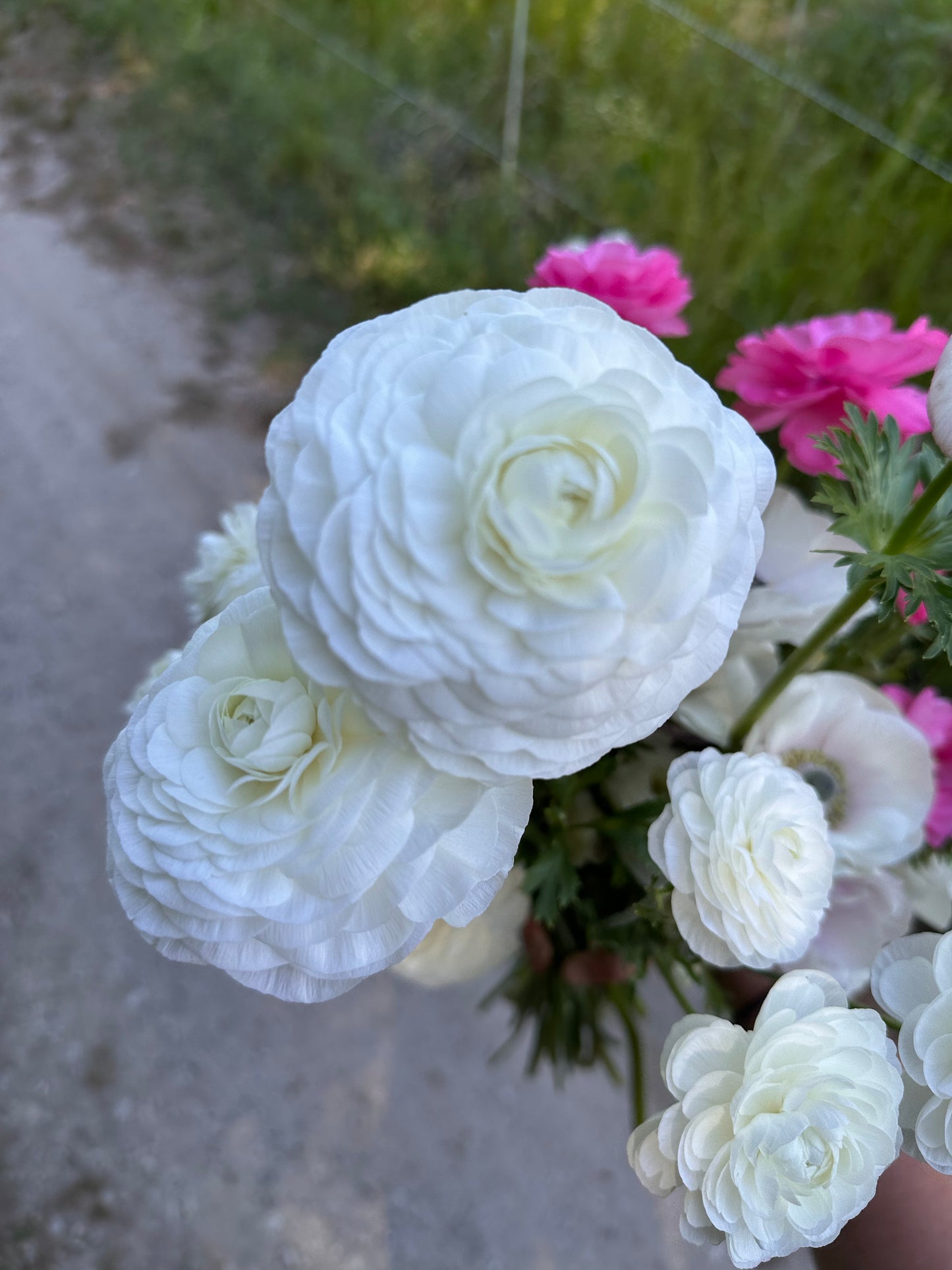 Ranunculus - Amandine White