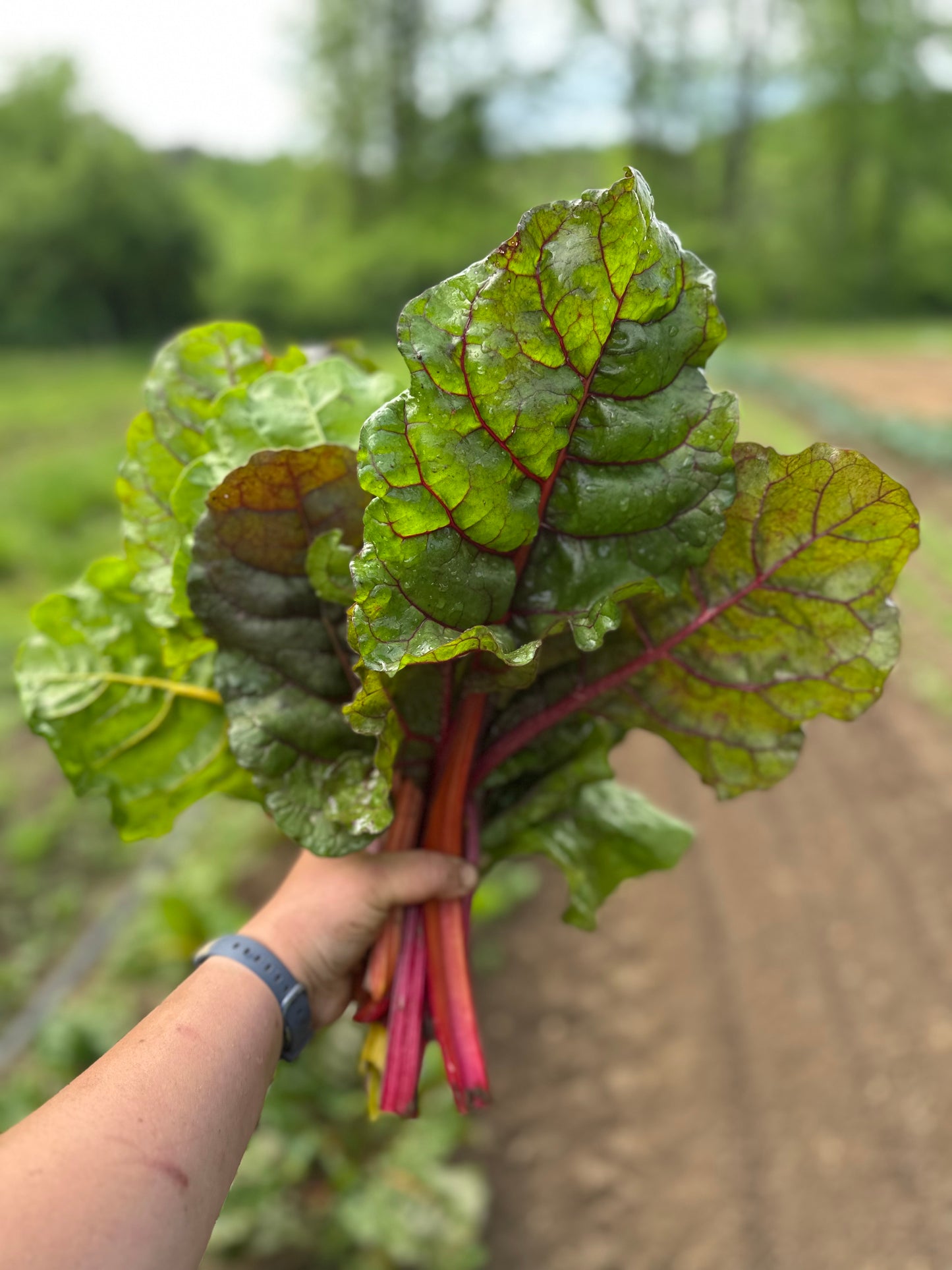 Swiss Chard