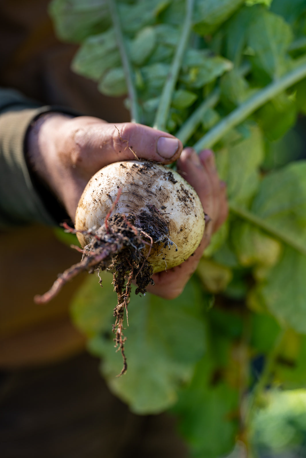 Watermelon Radish - 1 lb.
