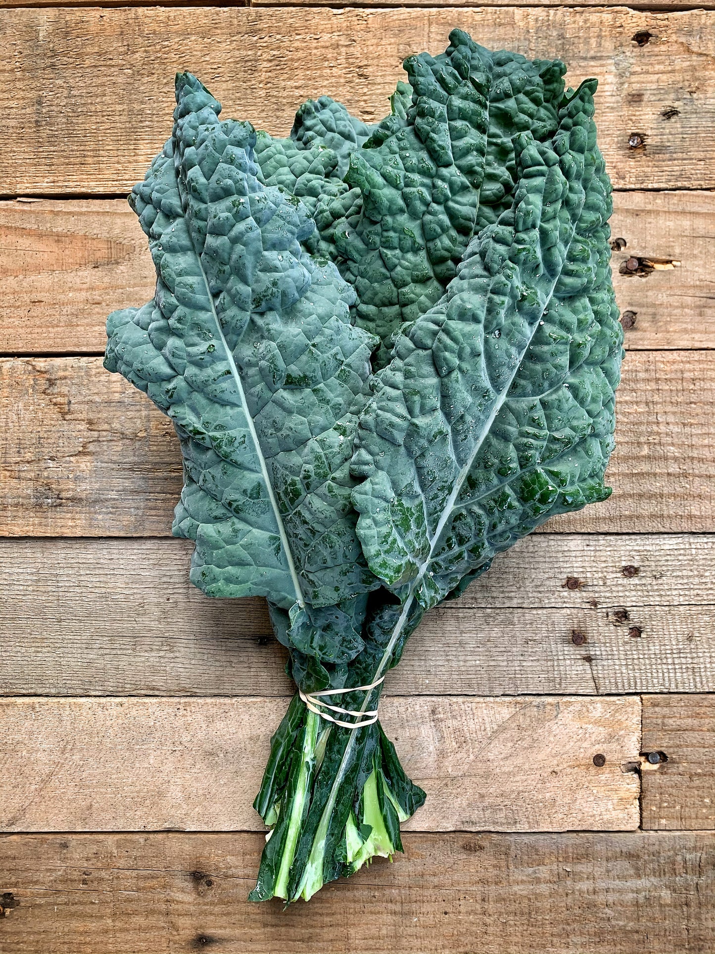 Dino Kale