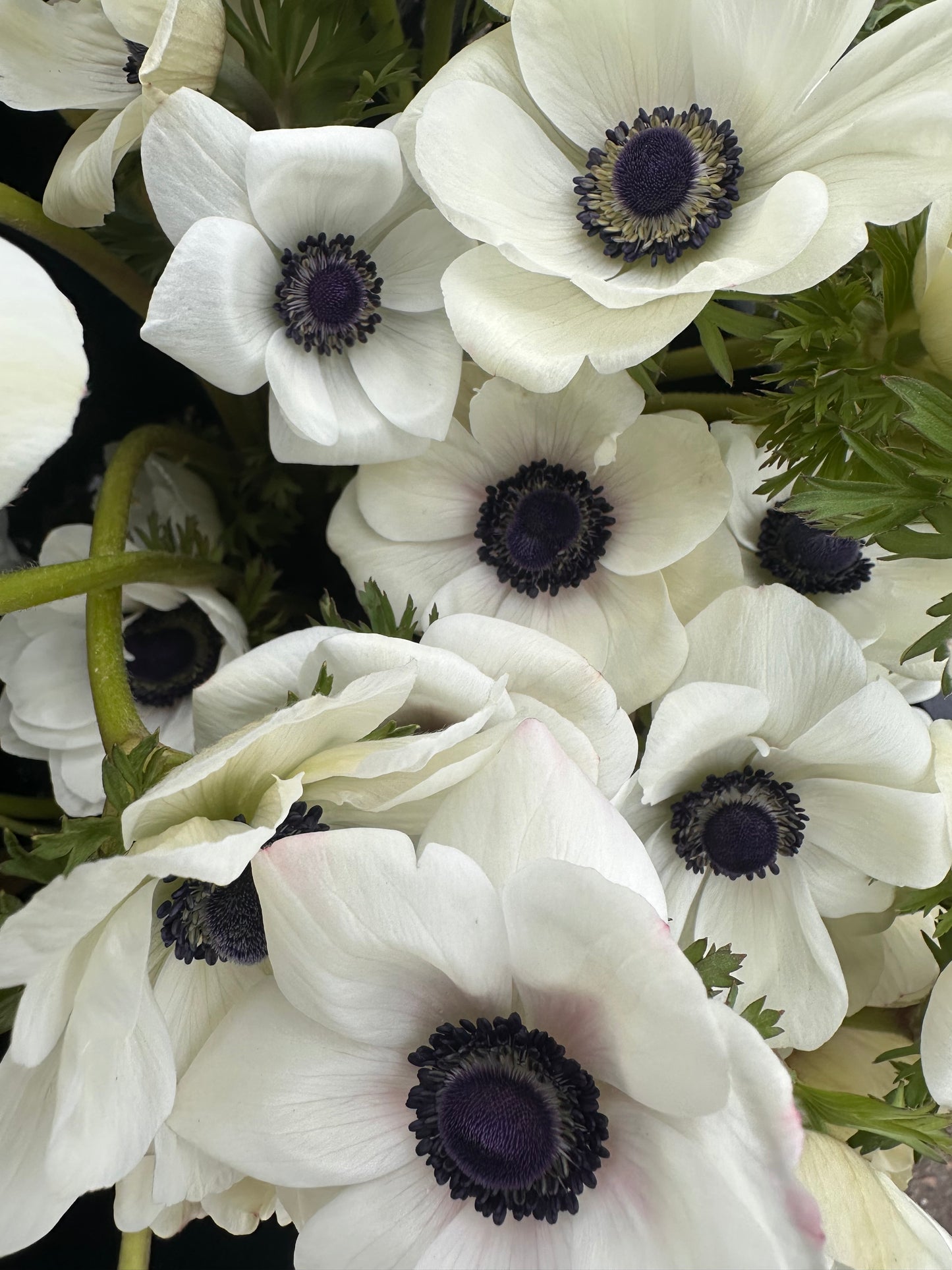 Anemone - Panda White