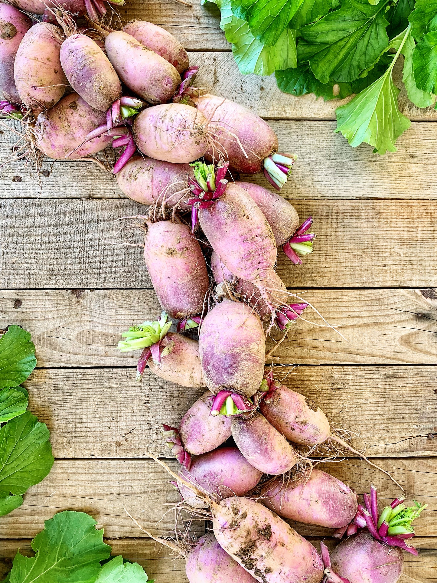 Purple Daikon Radish - 1 lb.