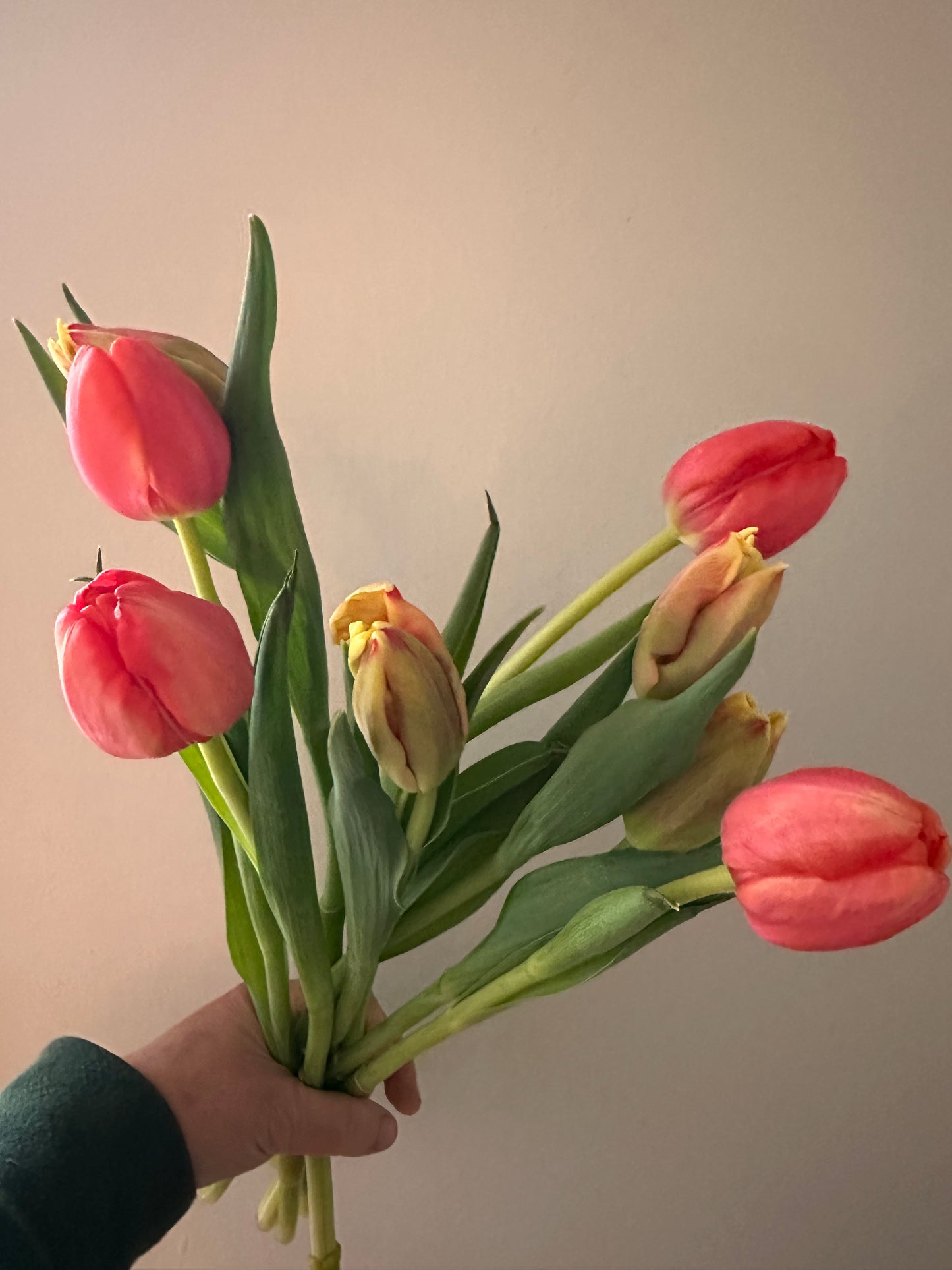 Tulip Bunch - Assorted
