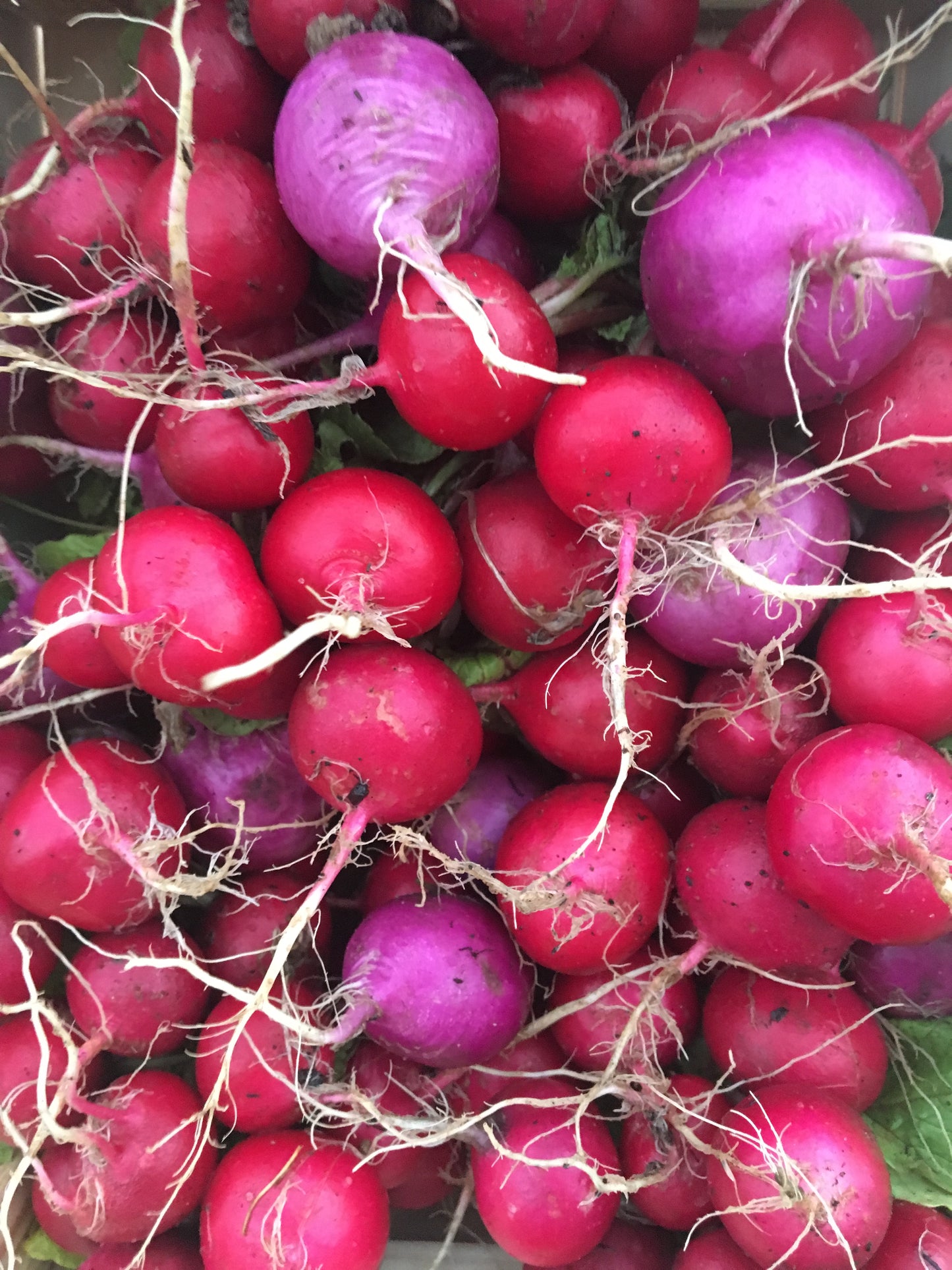 Radish Bunch
