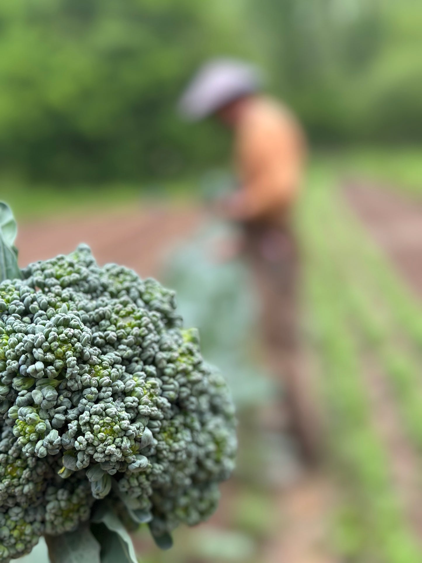 Sprouting Broccoli