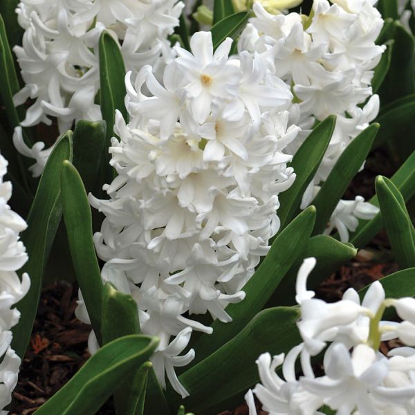 Hyacinth White Pearl