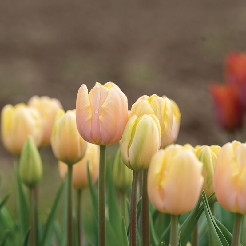 Mango Charm Tulip - 9C