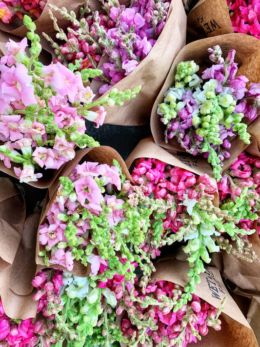 Snapdragon Bunches