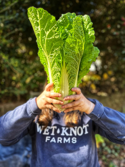 Napa Cabbage