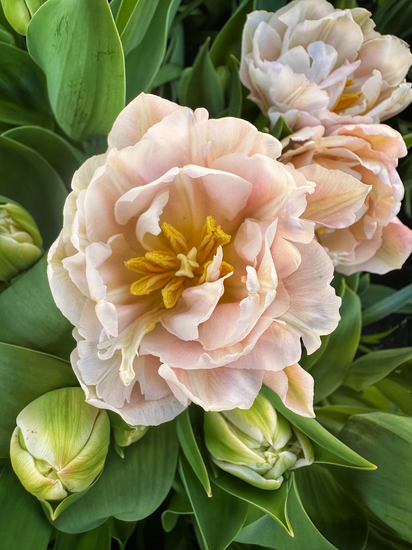 Dreamer Tulip - 9C