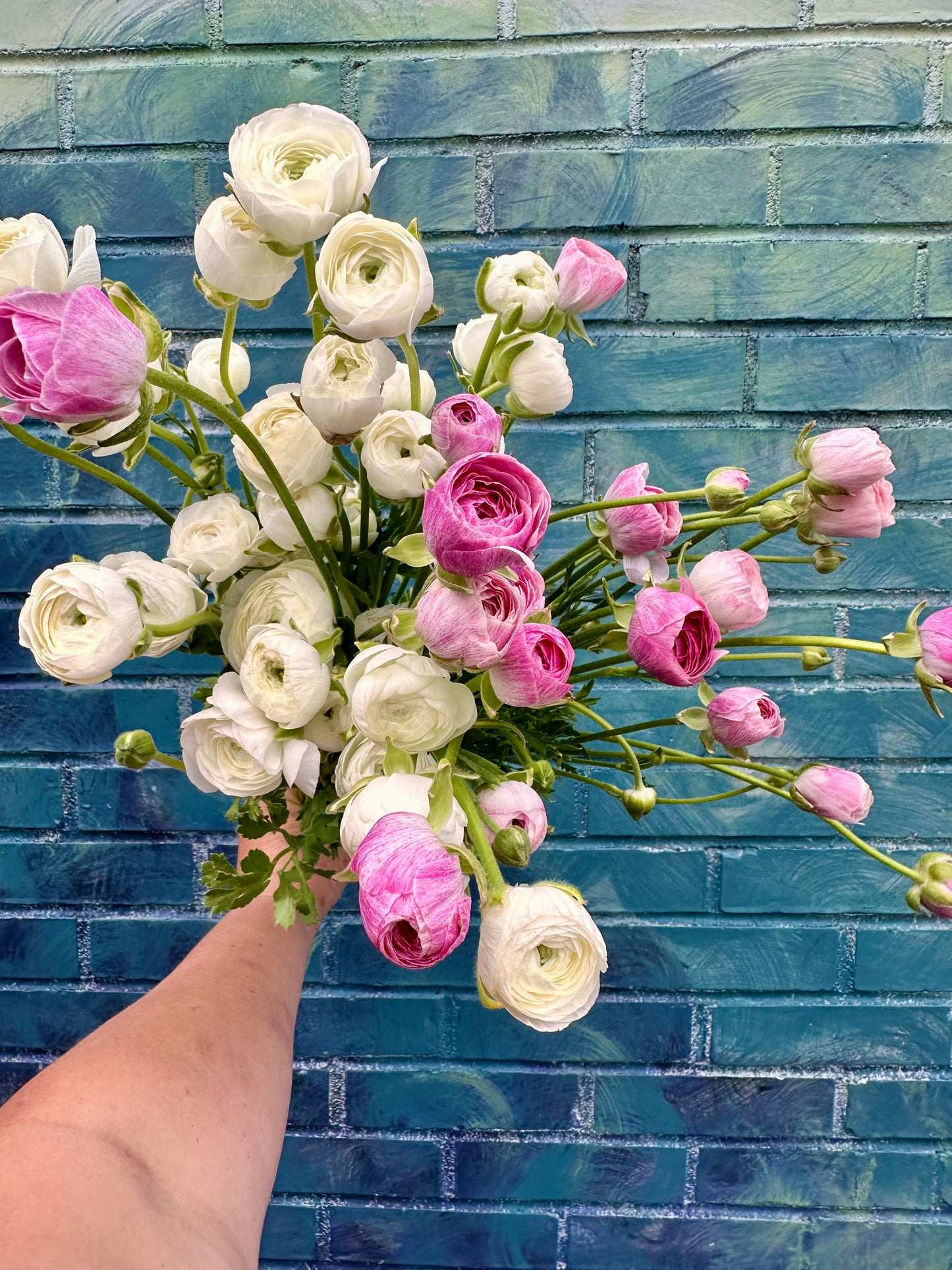 Ranunculus - Amandine Purple Jean