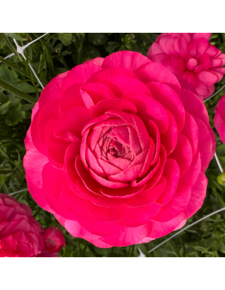 Ranunculus - Amandine Bonbon