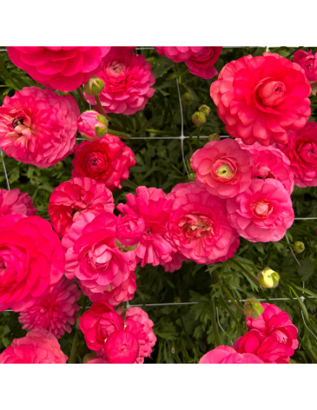 Ranunculus - Amandine Bonbon
