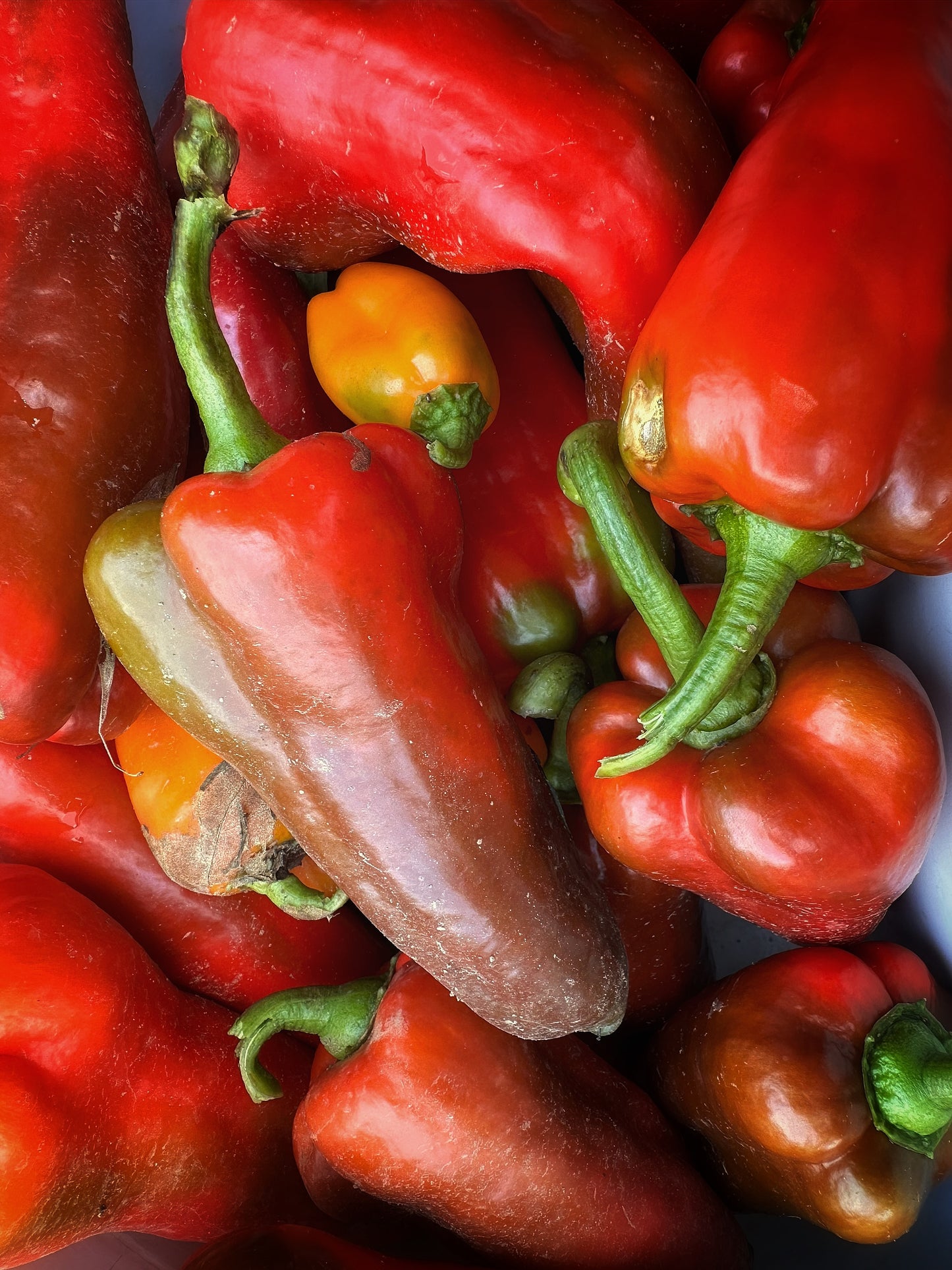 Bulls Horn Pepper Quart
