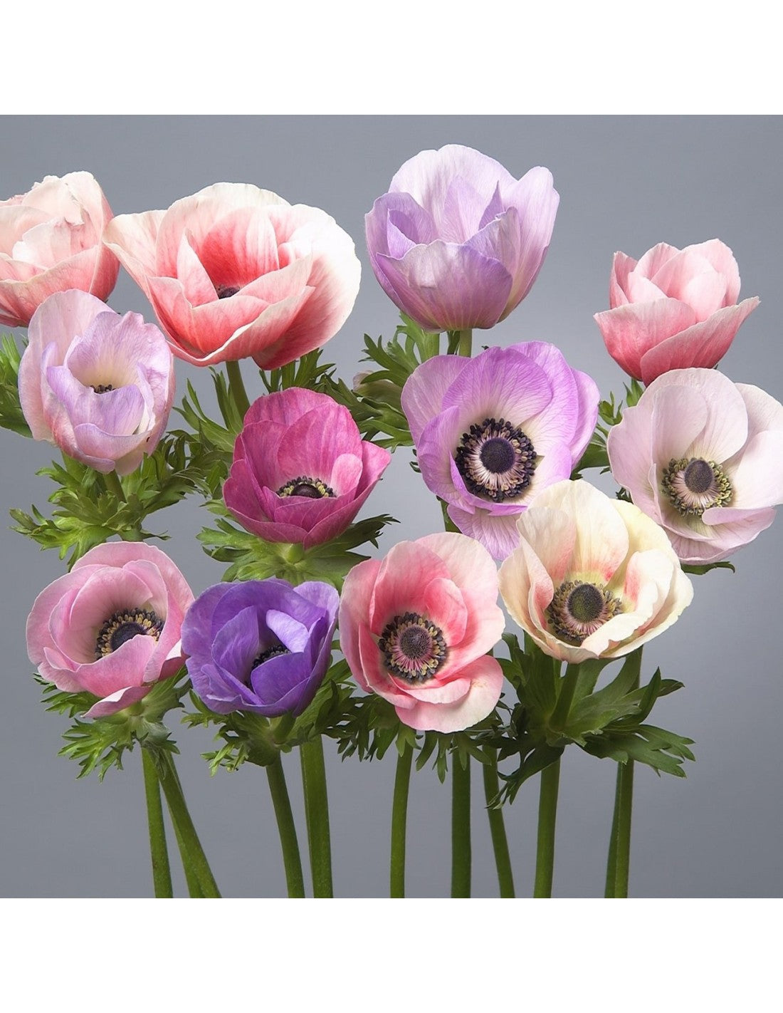 Anemone Carmel Pastel Mix