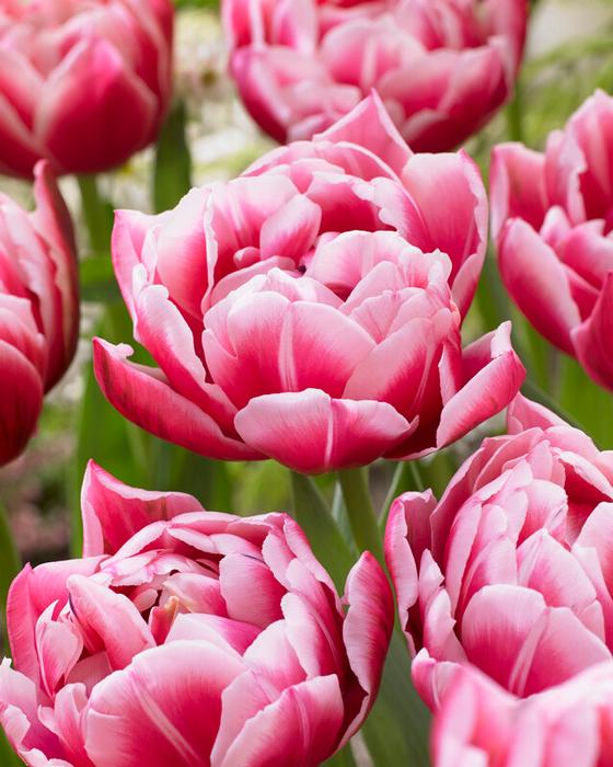 Columbus Tulip - 9C