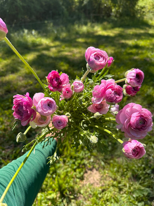 Ranunculus - Amandine Purple Jean