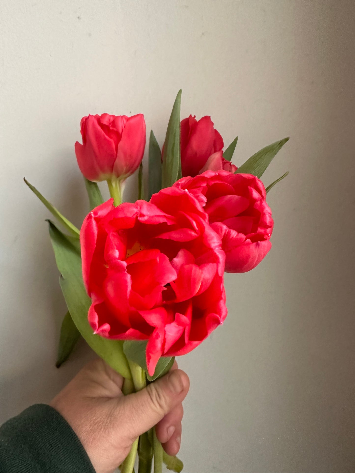 Largo Tulip - 5C