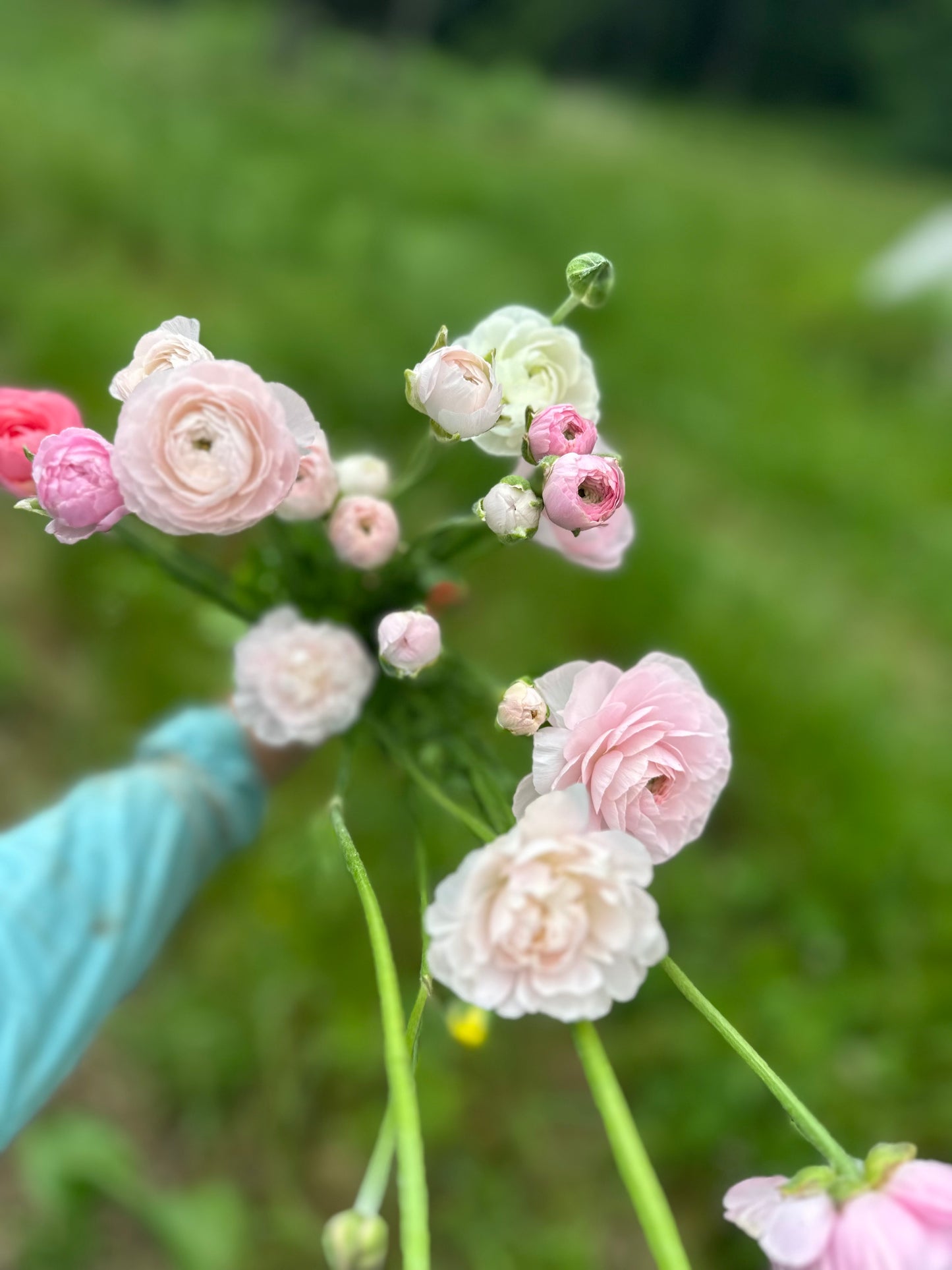 Ranunculus - Chamallow