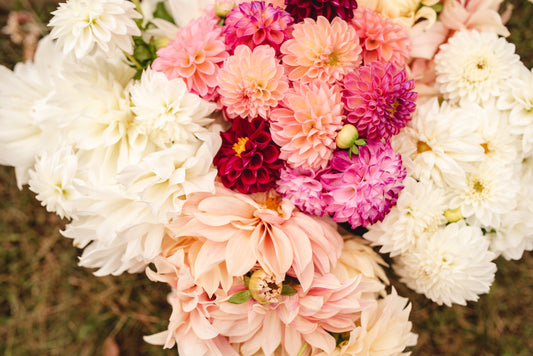 Dahlia Subscription