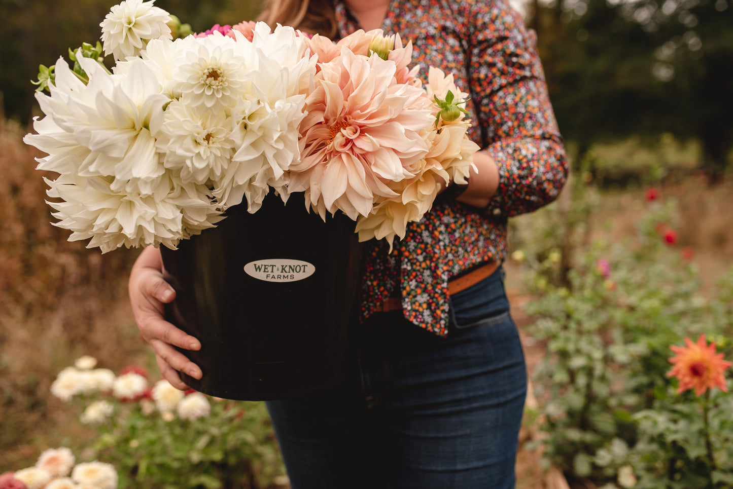 Dahlia Subscription