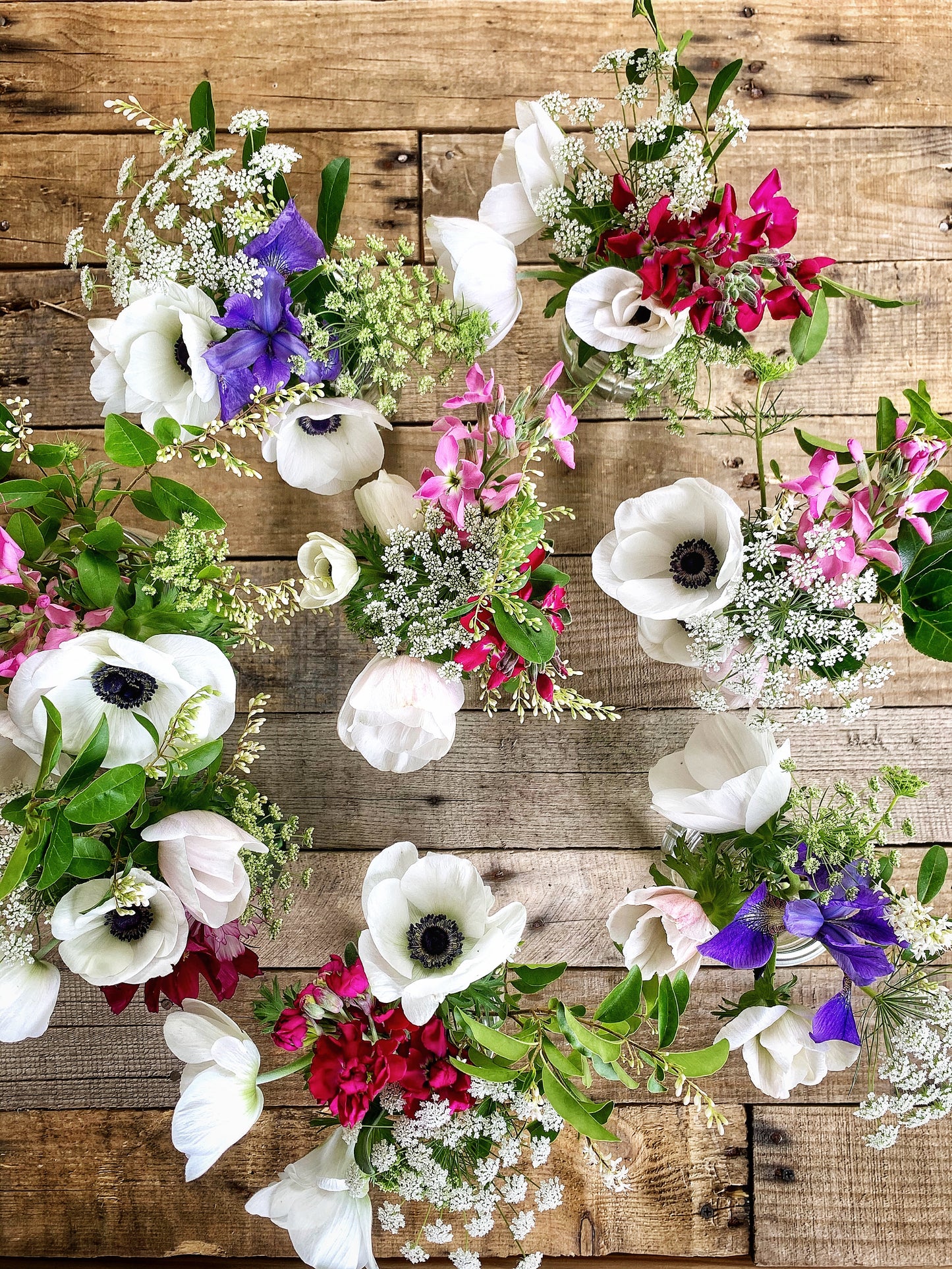 Anemone - Panda White