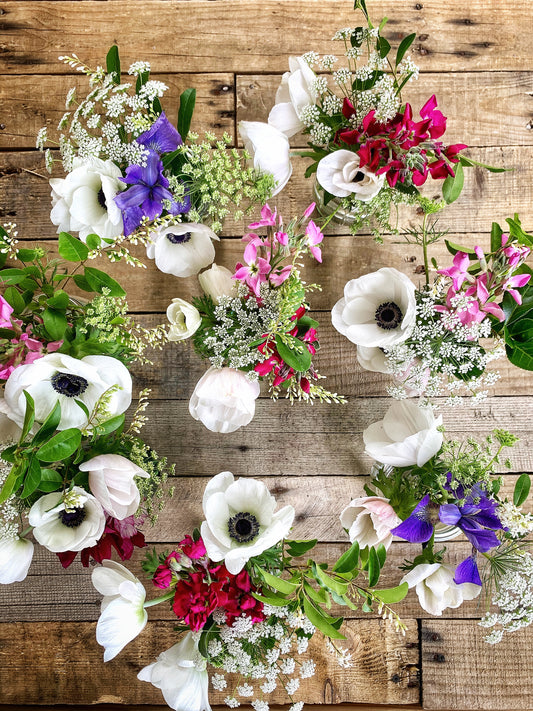 Anemone - Panda White