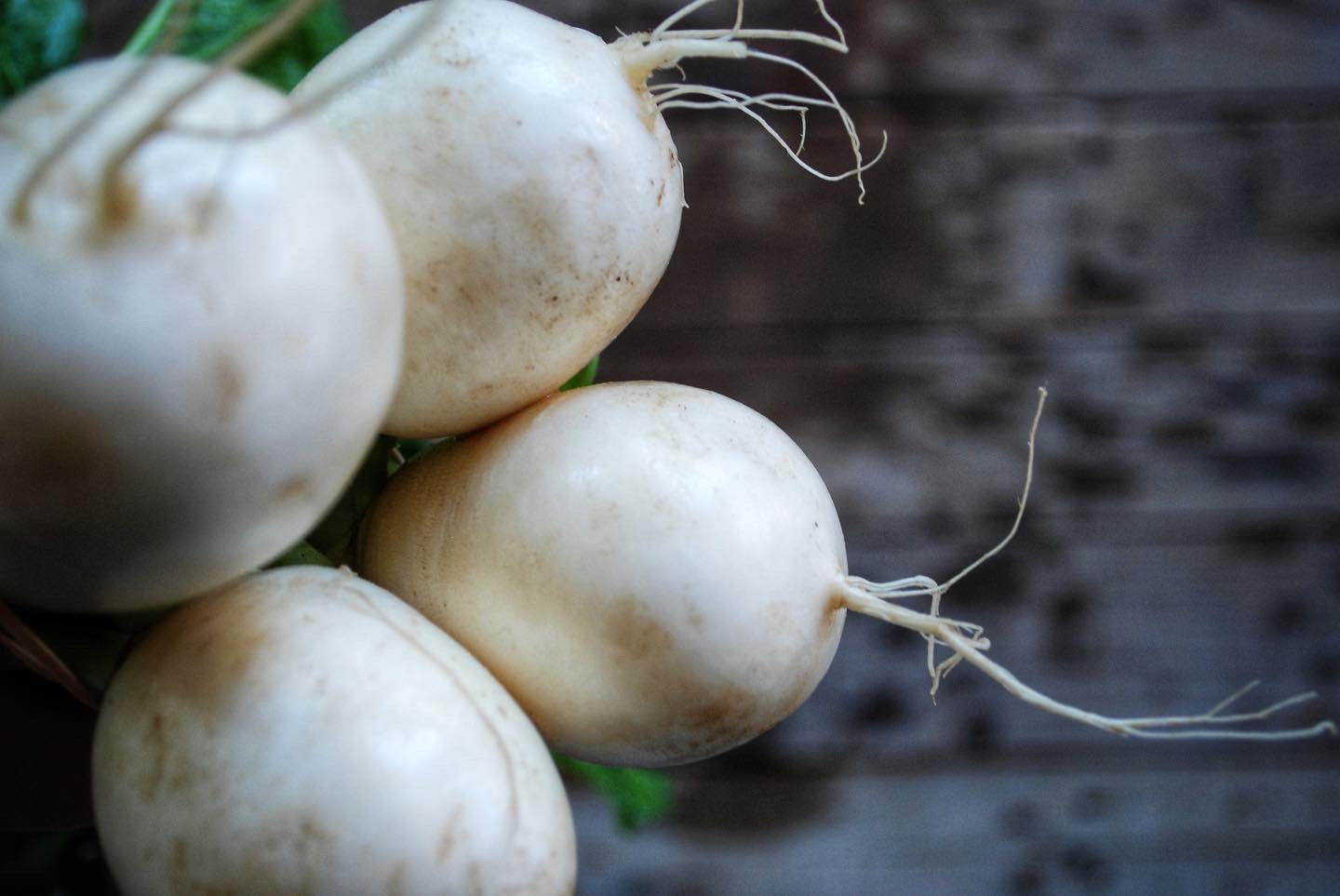 Salad Turnips