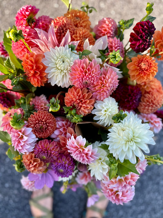 Dahlia Bunch
