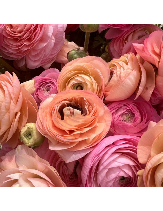Ranunculus - Amandine Pastel Mix