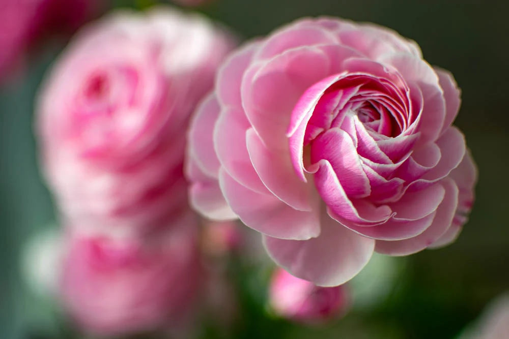 Ranunculus - Amandine Porcelaine