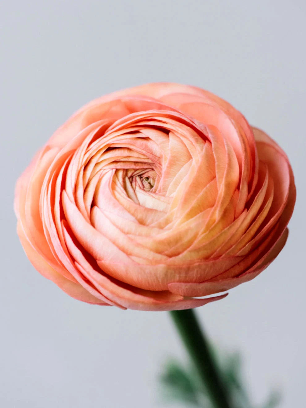 Ranunculus - LaBelle Salmon