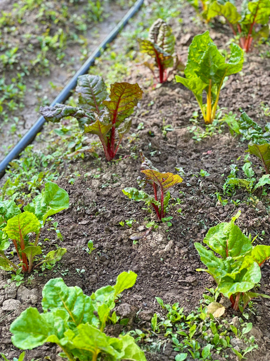 Swiss Chard