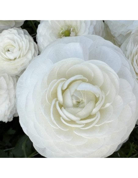 Ranunculus - Amandine White