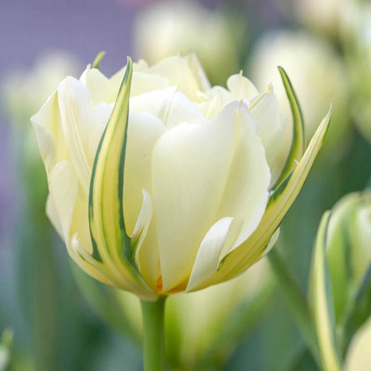 White Valley Tulip - 9C