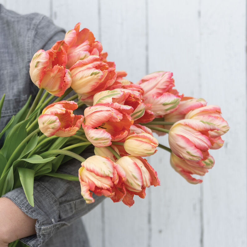 Apricot Parrot Tulip - 5C