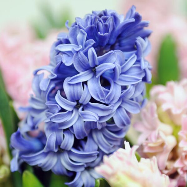 Hyacinth Blue Star