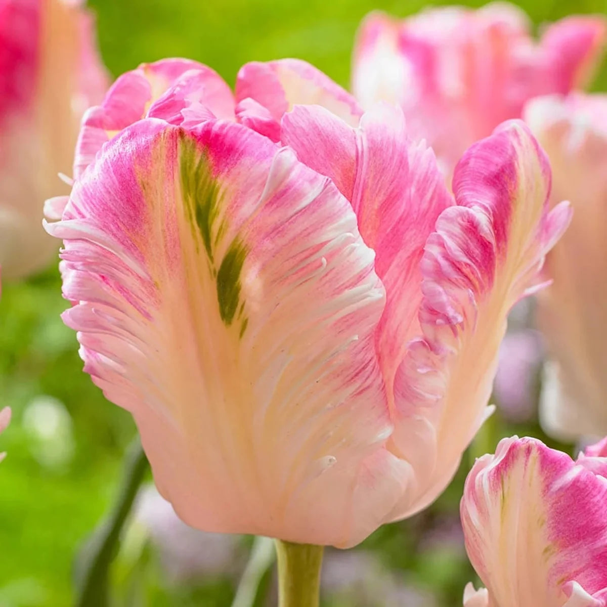 Cabanna Parrot Tulip - 9C