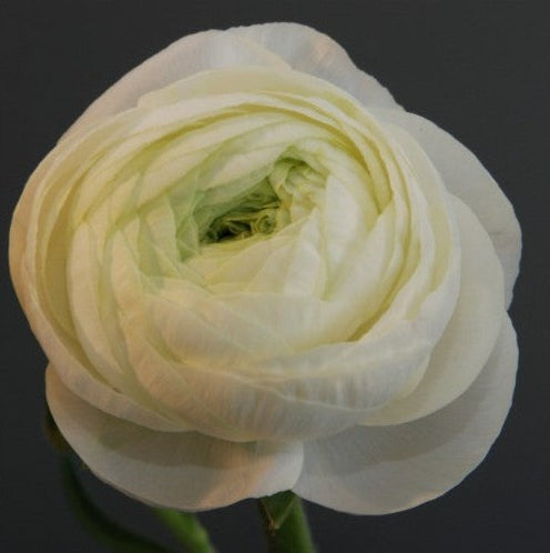 Ranunculus - LaBelle White