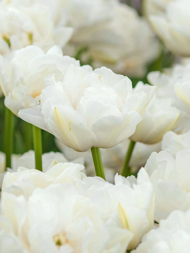Northcap Tulip - 9C