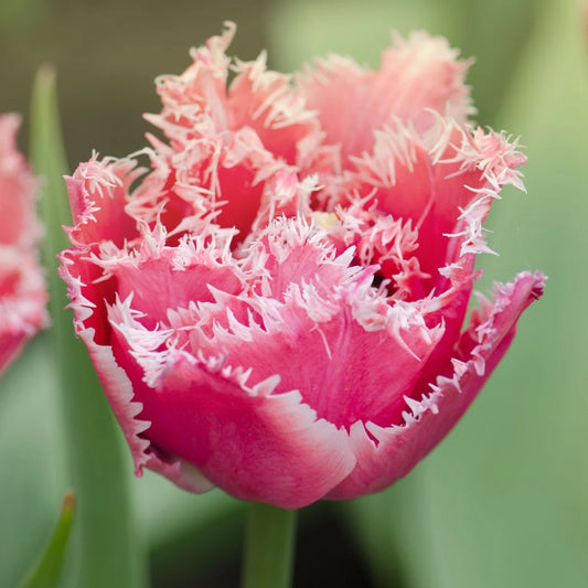 Queensland Tulip - 9C