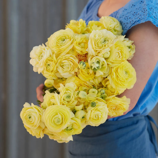 Ranunculus - Amandine Cream