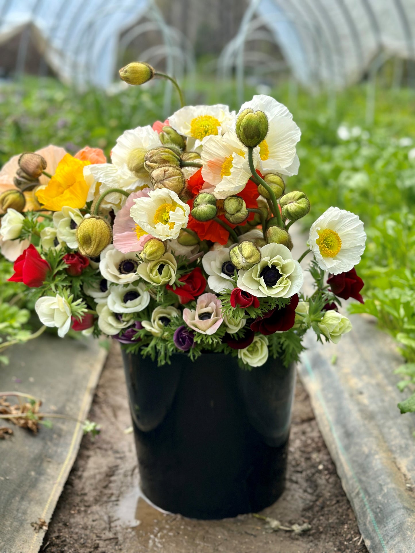 The Sampler: Weekly Floral Subscription