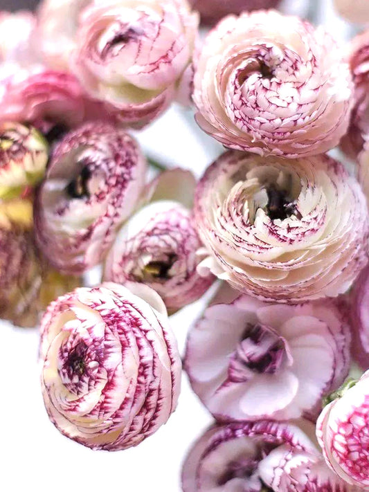 Ranunculus - White Picotee